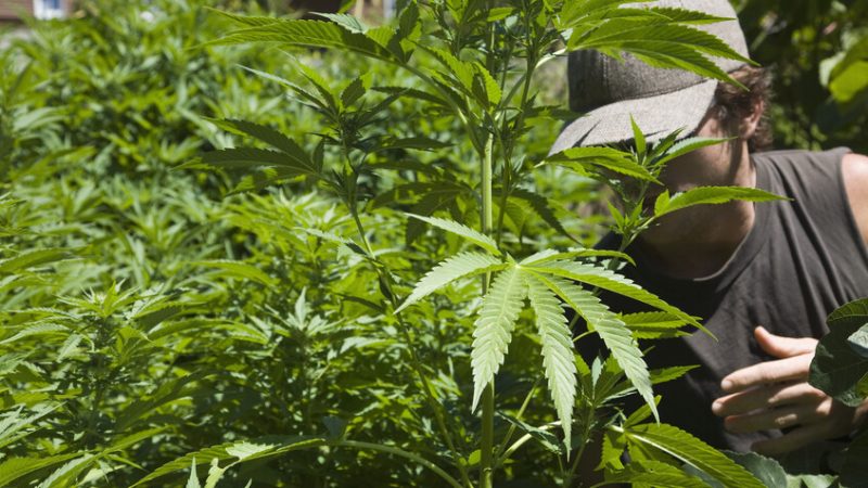 ترامب يدرس تخفيف القيود الفيدرالية على الماريجوانا