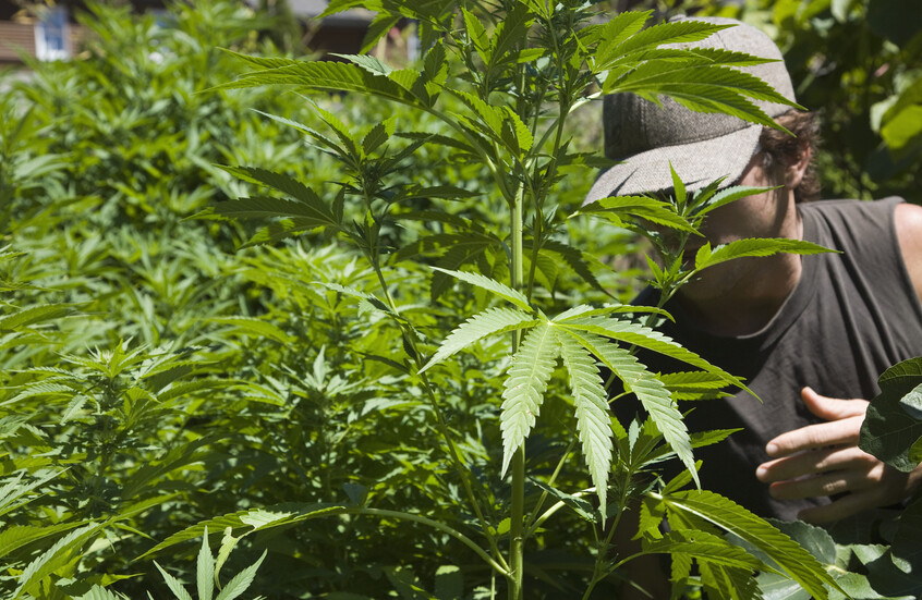 ترامب يدرس تخفيف القيود الفيدرالية على الماريجوانا