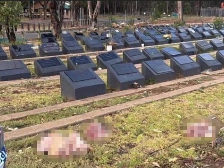 تدنيس مقبرة إسلامية في سيدني برؤوس خنازير (صور)