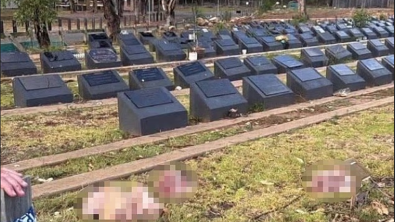 تدنيس مقبرة إسلامية في سيدني برؤوس خنازير (صور)