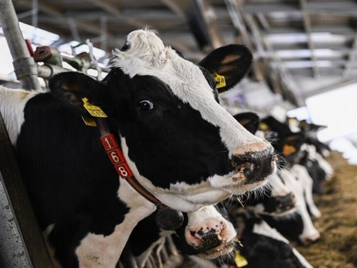 فرنسا تستعين بقواتها العسكرية لمكافحة وباء الماشية