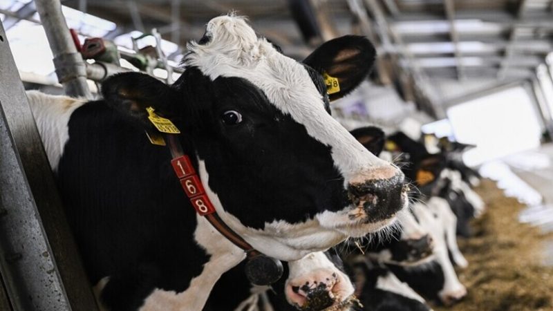 فرنسا تستعين بقواتها العسكرية لمكافحة وباء الماشية