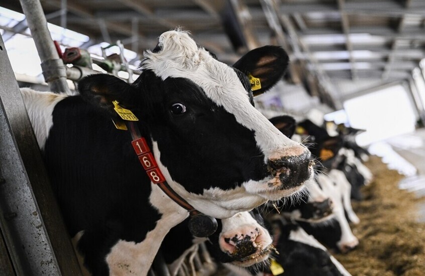 فرنسا تستعين بقواتها العسكرية لمكافحة وباء الماشية