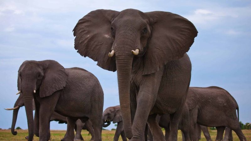 الهند.. مقتل 7 فيلة صدمهم قطار (فيديو)