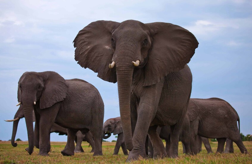 الهند.. مقتل 7 فيلة صدمهم قطار (فيديو)