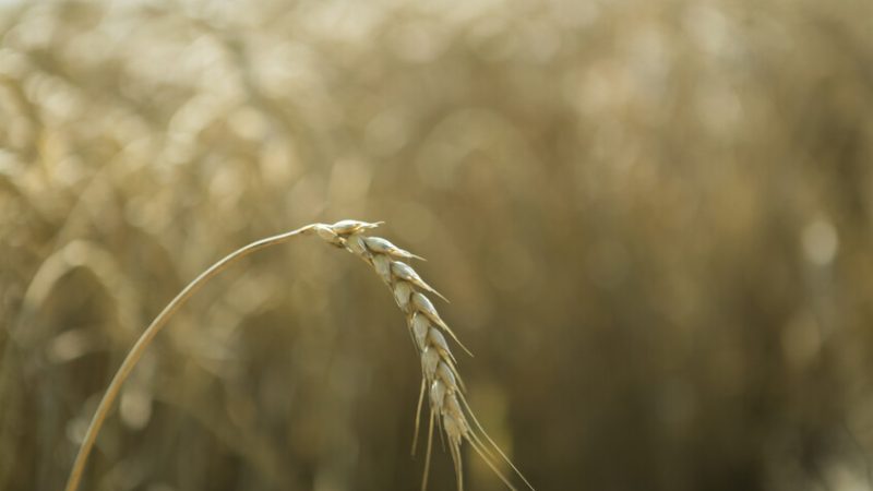 سعر القمح يتجه لتسجيل أطول موجة مكاسب منذ أبريل 2025