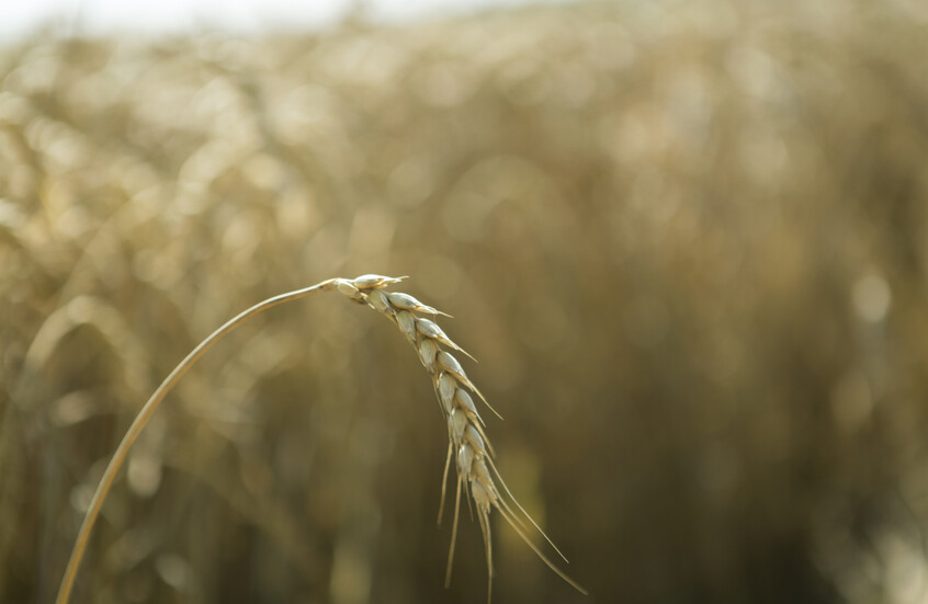 سعر القمح يتجه لتسجيل أطول موجة مكاسب منذ أبريل 2025