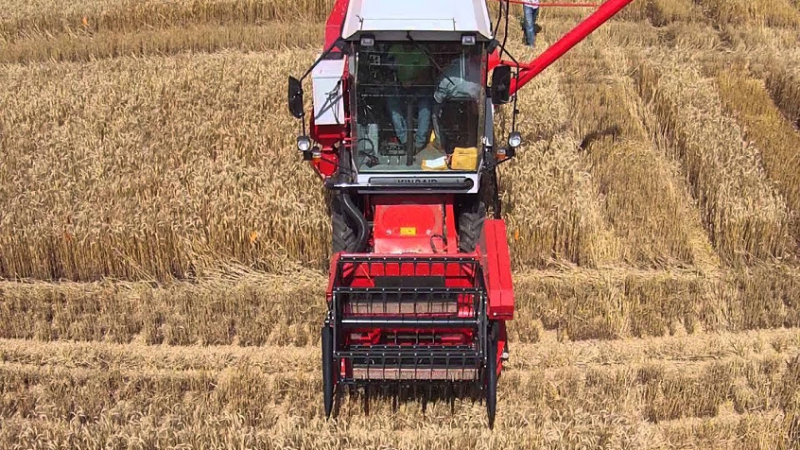 إيطاليا ترغب في زراعة القمح بمصر