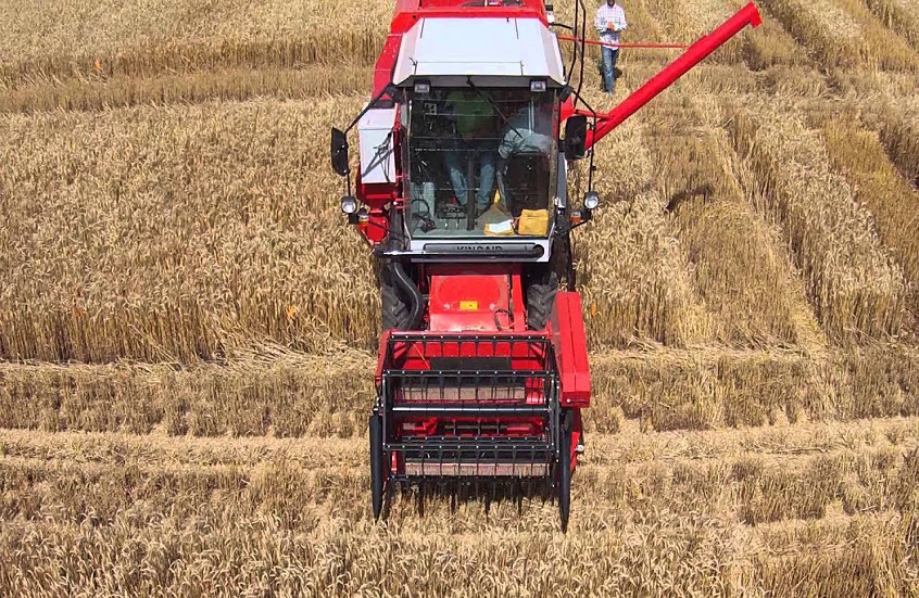 إيطاليا ترغب في زراعة القمح بمصر