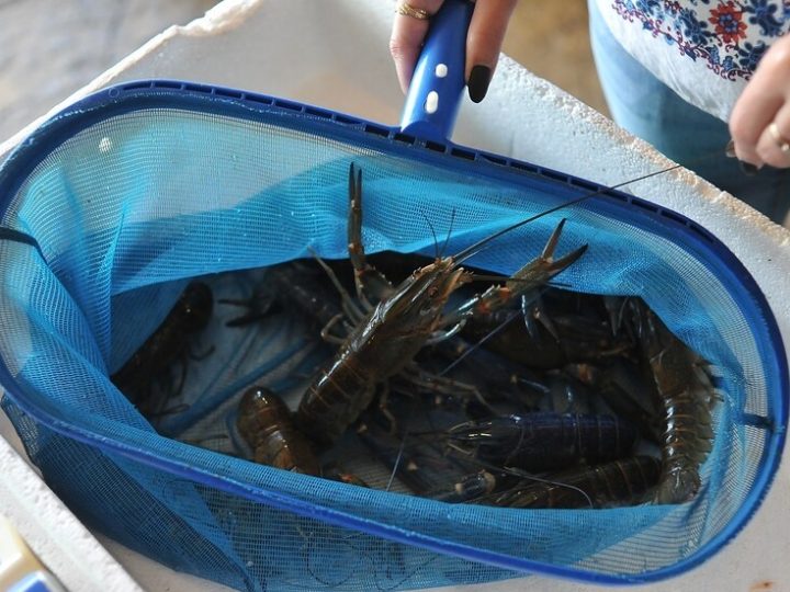 فوكس نيوز تفيد بسرقة كائنات بحرية بقيمة 400 ألف دولار في الولايات المتحدة