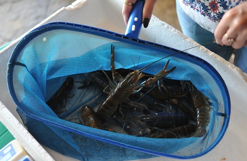 فوكس نيوز تفيد بسرقة كائنات بحرية بقيمة 400 ألف دولار في الولايات المتحدة