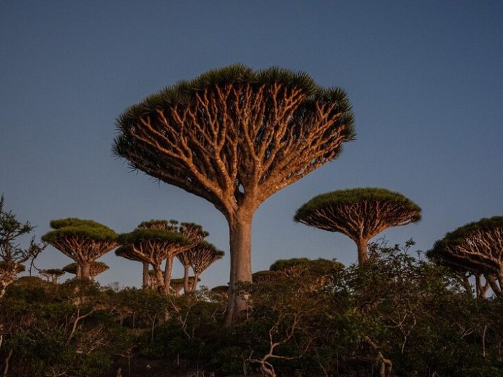 الخطوط الجوية اليمنية تؤكد نجاح التشغيل الاستثنائي لرحلة سقطرى