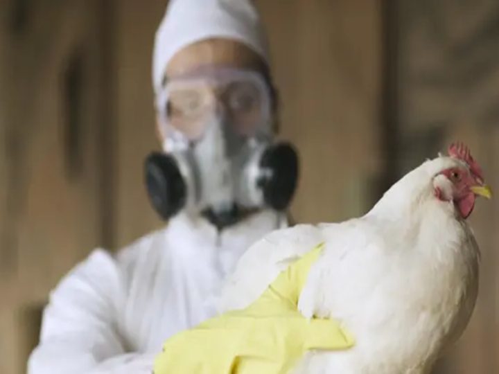 مصر.. بيان حكومي يكشف حقيقة تفشي إنفلونزا الطيور