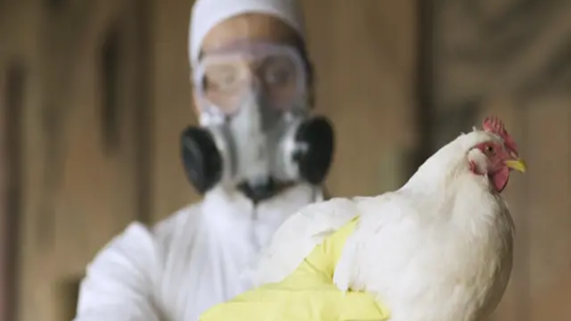 مصر.. بيان حكومي يكشف حقيقة تفشي إنفلونزا الطيور