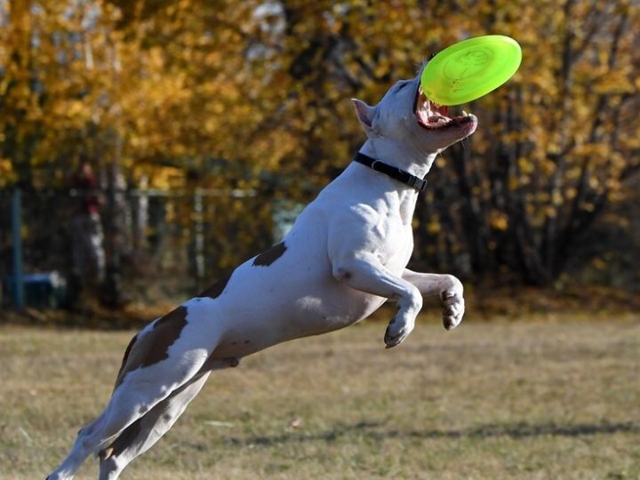 ألمانيا..  كلب من فصيلة البولدوغ الأمريكي يمزق صاحبه حتى الموت