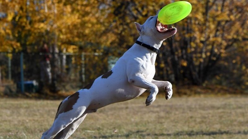 ألمانيا..  كلب من فصيلة البولدوغ الأمريكي يمزق صاحبه حتى الموت