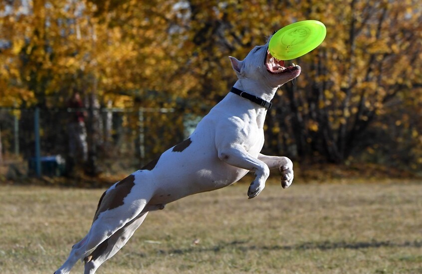 ألمانيا..  كلب من فصيلة البولدوغ الأمريكي يمزق صاحبه حتى الموت