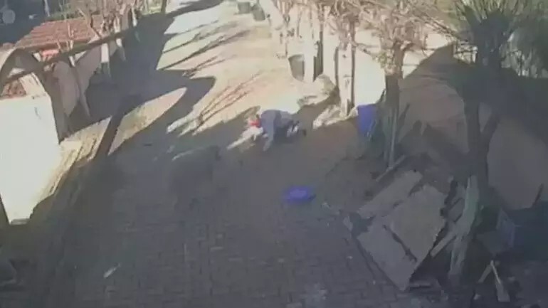حادثة صادمة في إسطنبول.. كبش شرس يهاجم صاحبه لعدة دقائق وعدسات الكاميرا توثق الواقعة (فيديو)