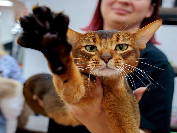 “الحبشي” الروسي يتصدر قائمة أجمل القطط في العالم عام 2025 (صور)