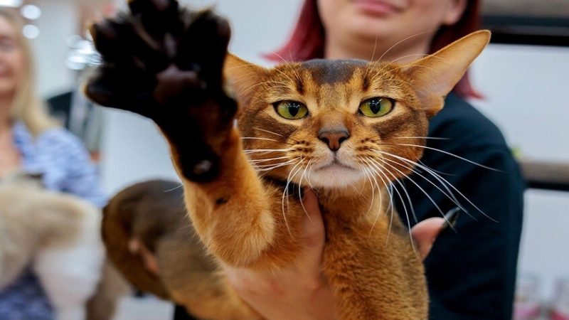 “الحبشي” الروسي يتصدر قائمة أجمل القطط في العالم عام 2025 (صور)