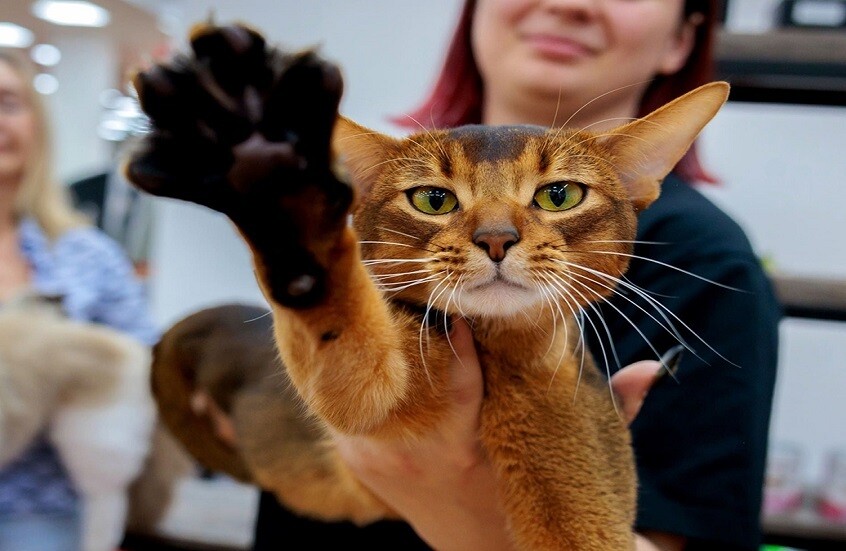 “الحبشي” الروسي يتصدر قائمة أجمل القطط في العالم عام 2025 (صور)