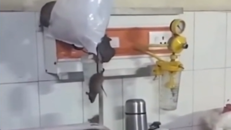 الهند.. مستشفى يعج بجرذان تجري أمام أعين المرضى (فيديو)