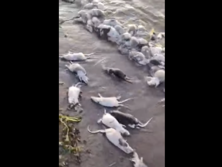 مشهد أثار الذعر.. نهر عطبرة شرق السودان “يلفظ فئرانا”