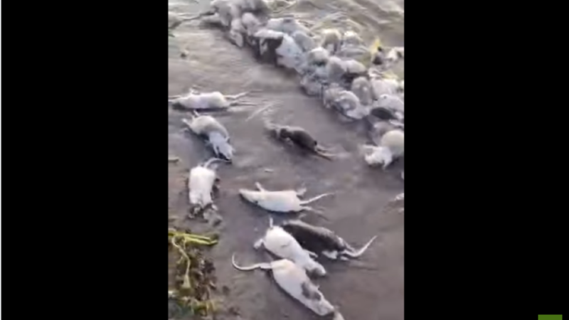 مشهد أثار الذعر.. نهر عطبرة شرق السودان “يلفظ فئرانا”