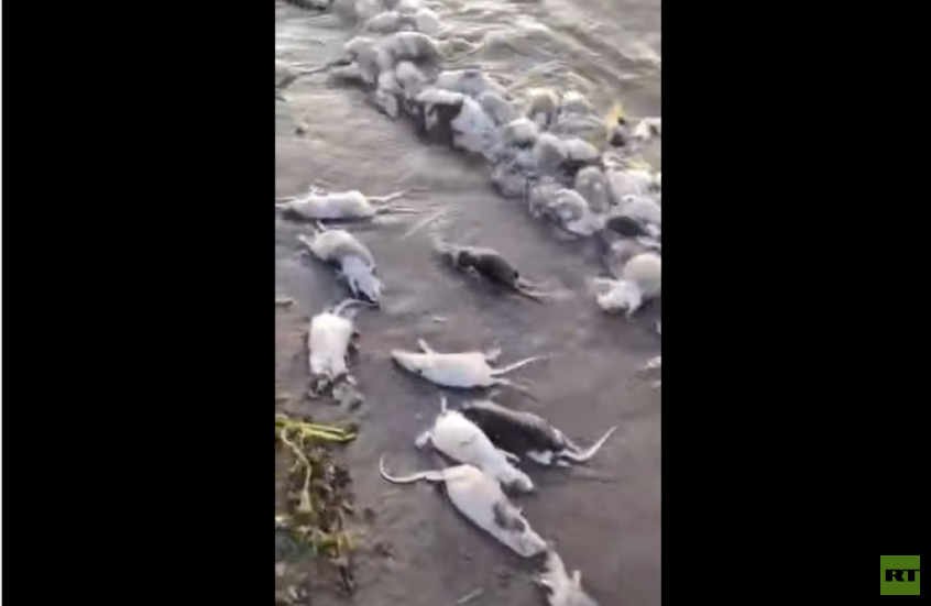 مشهد أثار الذعر.. نهر عطبرة شرق السودان “يلفظ فئرانا”