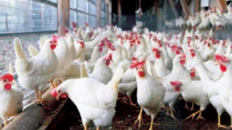 “الآيفون مش أحسن من الفراخ”.. تصريح صادم من مسؤول مصري لحماية الدواجن