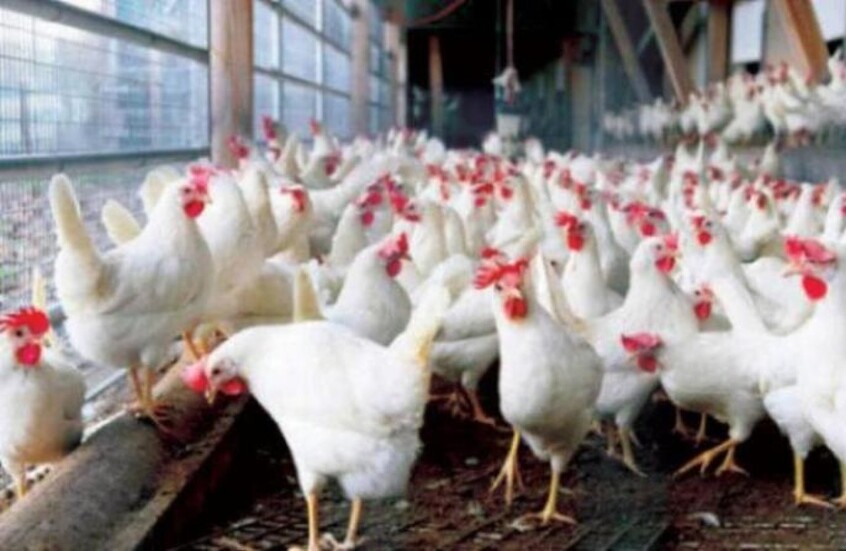 “الآيفون مش أحسن من الفراخ”.. تصريح صادم من مسؤول مصري لحماية الدواجن