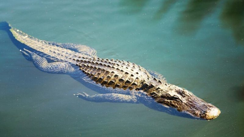 التماسيح تجتاح شوارع دولة إفريقية بعد كارثة طبيعية (فيديو)