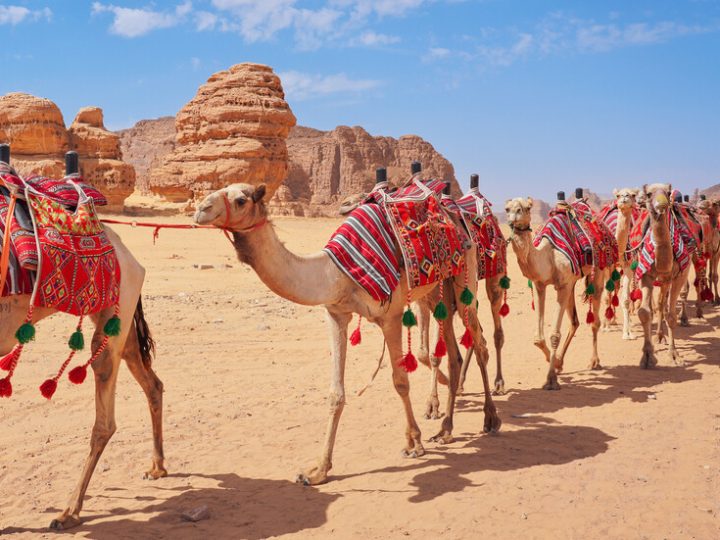 السعودية  تدشن “جواز سفر للإبل” وتكشف عن أهدافه