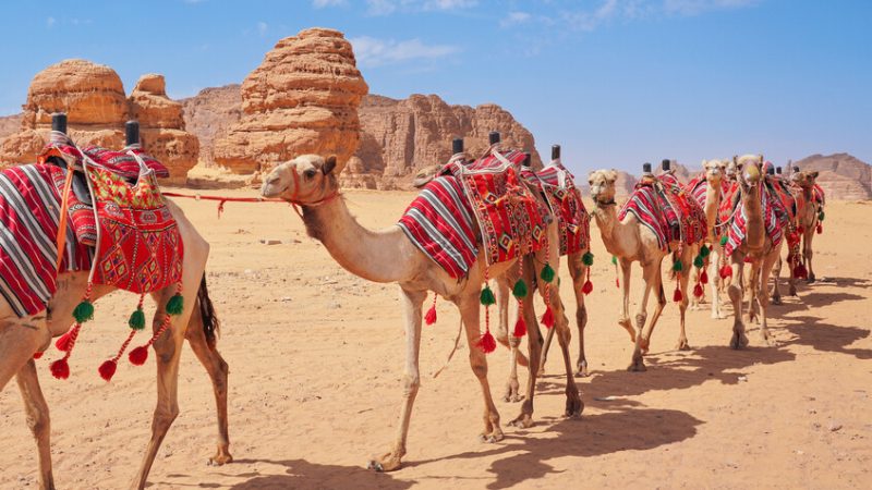 السعودية  تدشن “جواز سفر للإبل” وتكشف عن أهدافه