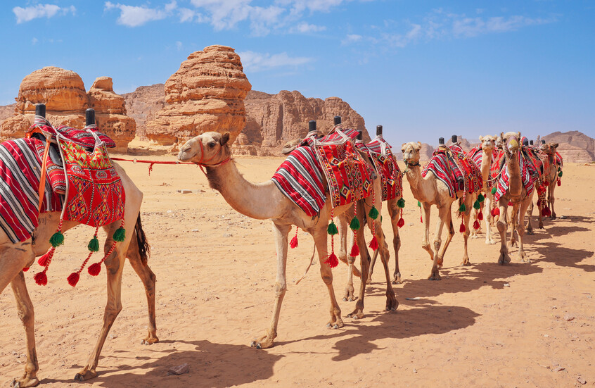 السعودية  تدشن “جواز سفر للإبل” وتكشف عن أهدافه