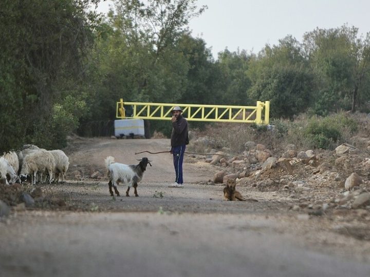 الكشف عن نتائج رش إسرائيل أراضي سورية بالمبيدات.. تصريحات ميدانية