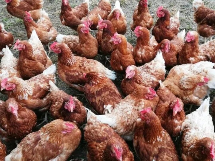 مصر ترد على استيراد لحوم “ليست حلالا”