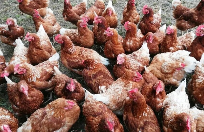 مصر ترد على استيراد لحوم “ليست حلالا”