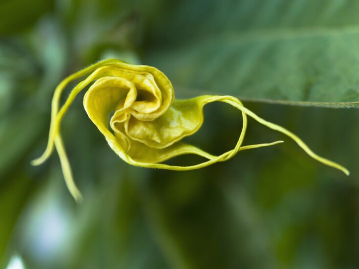 “نفس الشيطان”.. وثائق تكشف اهتمام إبستين بنبات سام يحول الضحايا إلى “زومبي”!