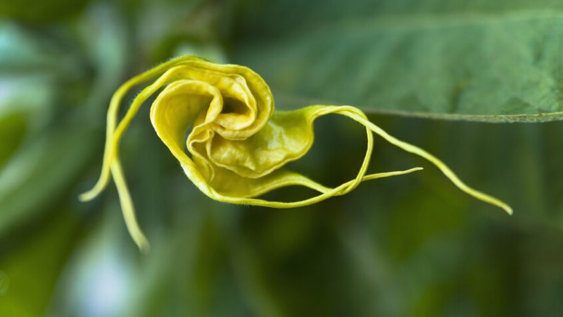 “نفس الشيطان”.. وثائق تكشف اهتمام إبستين بنبات سام يحول الضحايا إلى “زومبي”!