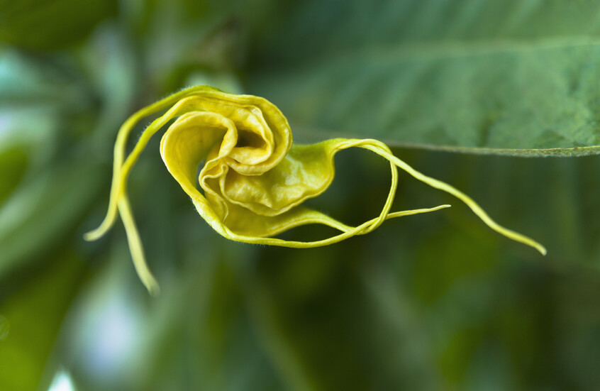 “نفس الشيطان”.. وثائق تكشف اهتمام إبستين بنبات سام يحول الضحايا إلى “زومبي”!