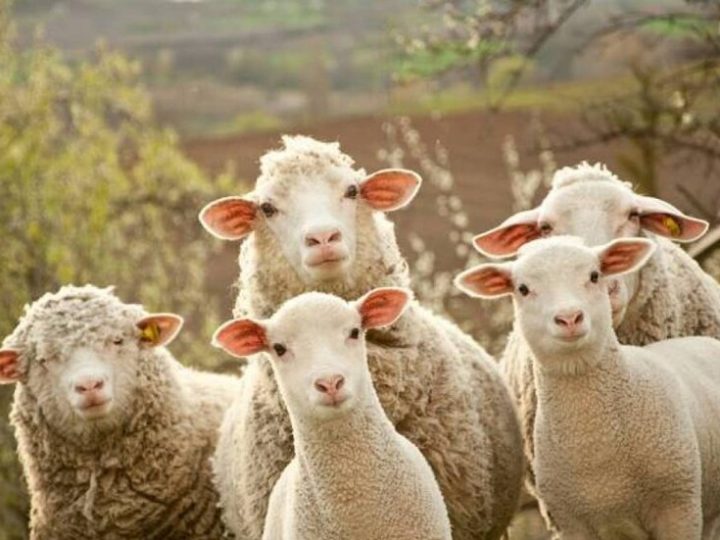 بعد قرار أوروبي فرنسا بصدد إعدام نحو 200 ذئب