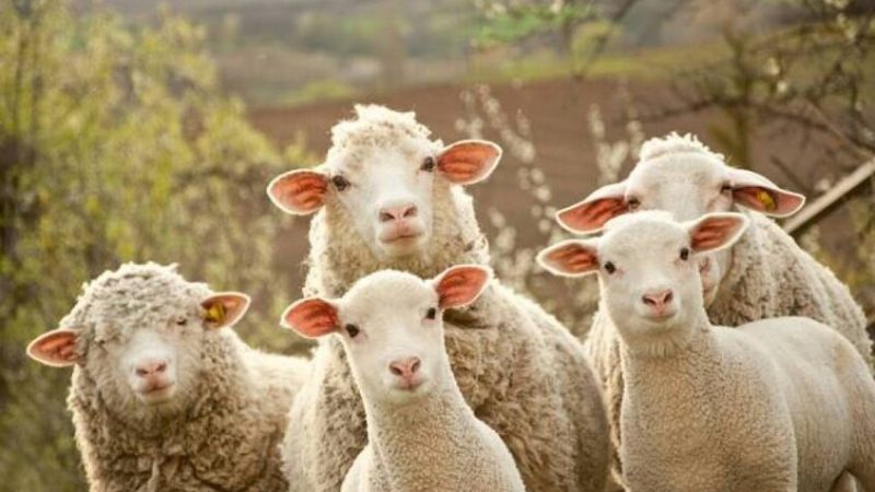 بعد قرار أوروبي فرنسا بصدد إعدام نحو 200 ذئب