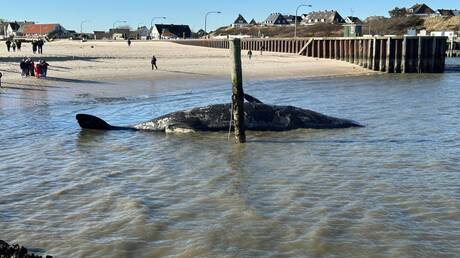 لغز حوت العنبر الثامن قبالة شواطئ غزة (فيديو)