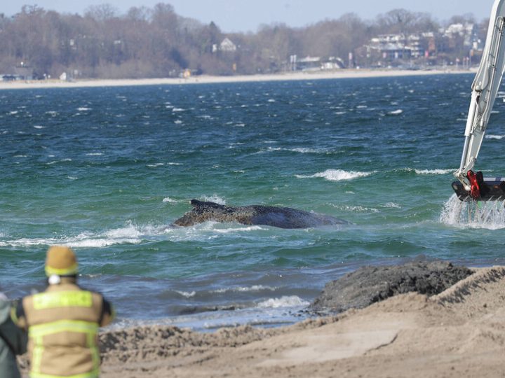 بعد أيام من محاولات إنقاذه.. حوت أحدب يعود إلى المياه المفتوحة قبالة السواحل الألمانية (صور+فيديو)