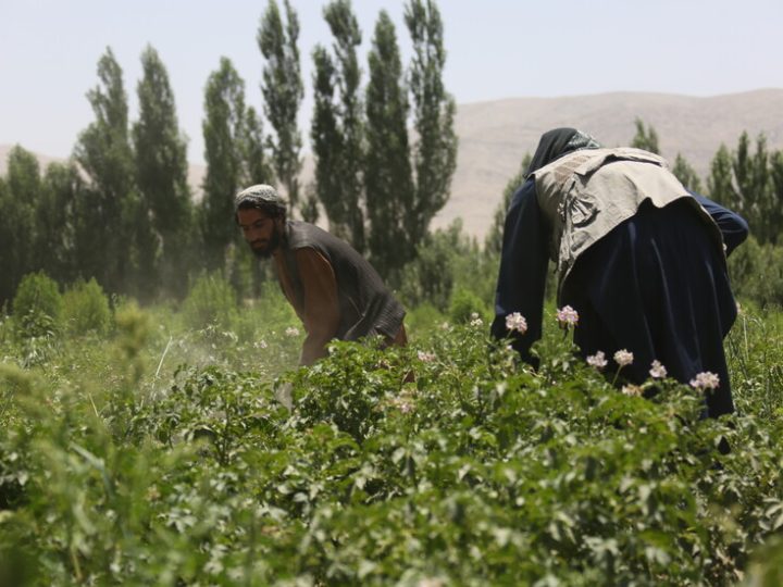مجلس الأمن الروسي: جهود حكومة “طالبان” في أفغانسان تقلص مخاطر تدفق المخدرات على روسيا