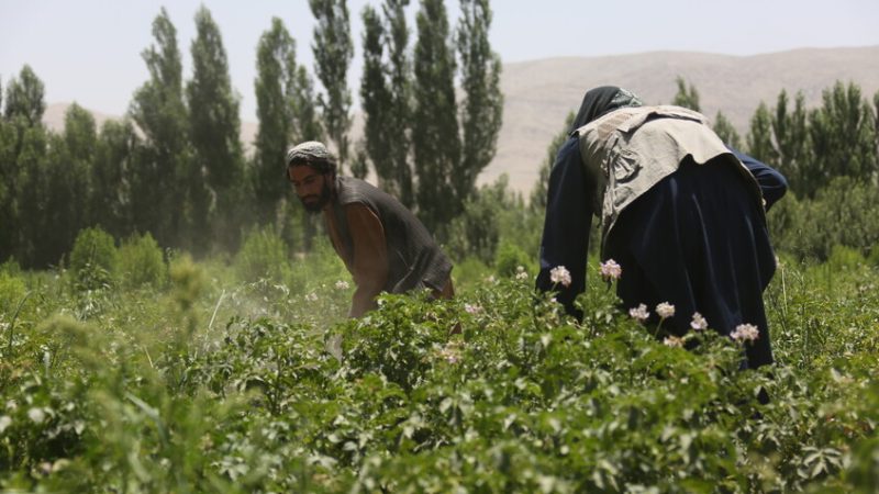 مجلس الأمن الروسي: جهود حكومة “طالبان” في أفغانسان تقلص مخاطر تدفق المخدرات على روسيا