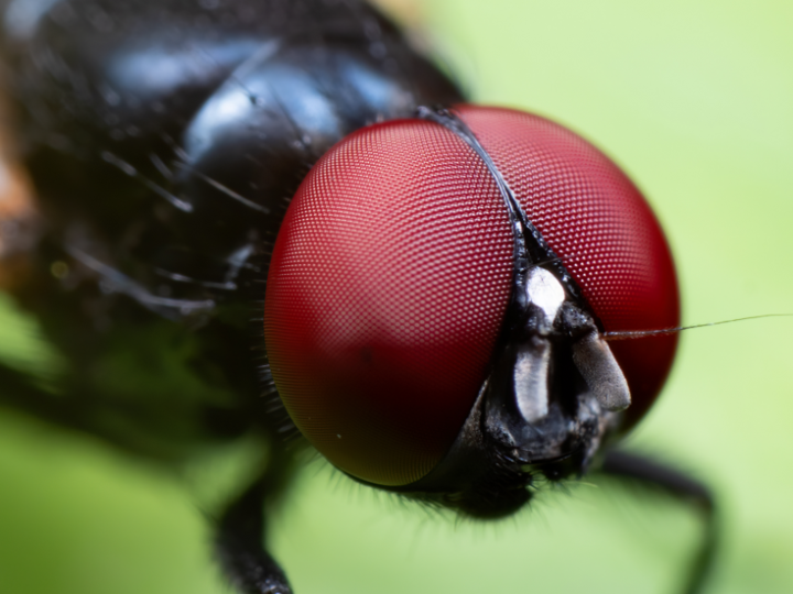 ذباب أسود لاسع يغزو جنوب كاليفورنيا