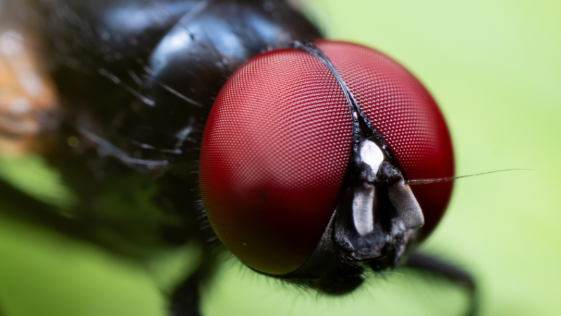 ذباب أسود لاسع يغزو جنوب كاليفورنيا