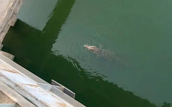 تمساح المنوفية يثير الرعب في دلتا مصر.. والسلطات ترفع درجة الاستعداد القصوى
